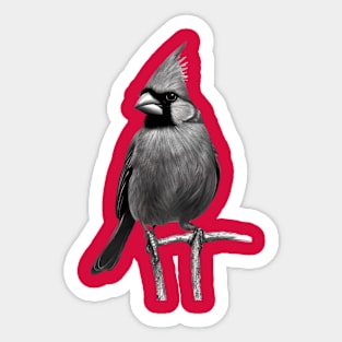 Cardinal Drawing in Black and White - Monochrome Drawing Bird Sticker